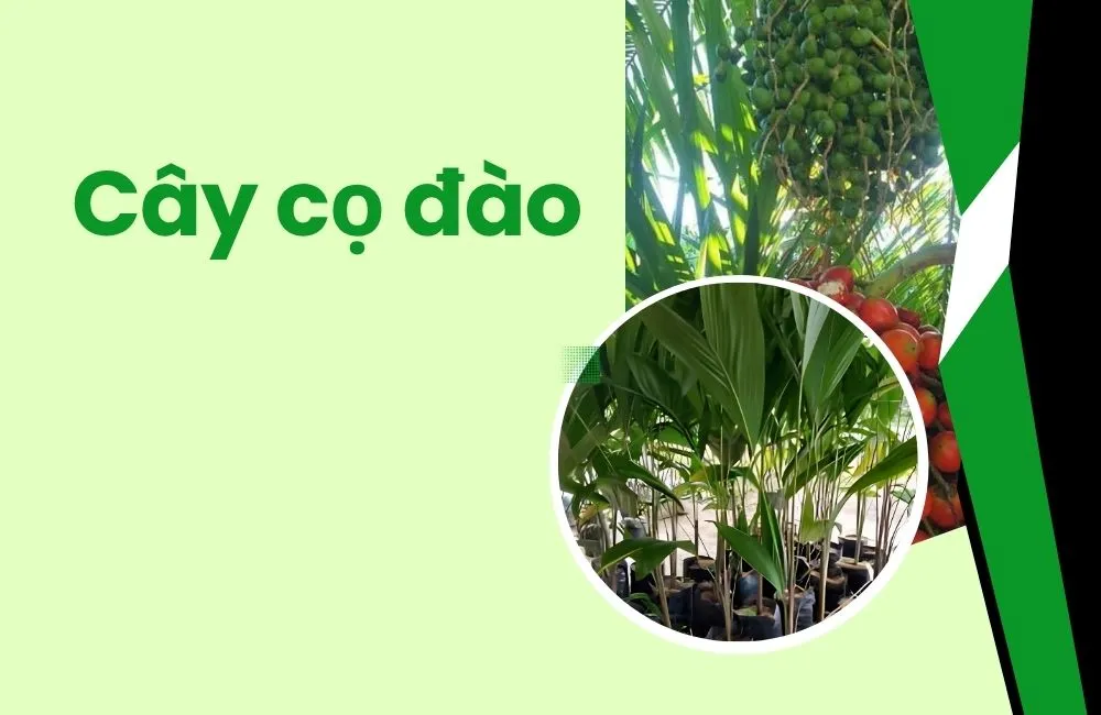 Cây cọ đào