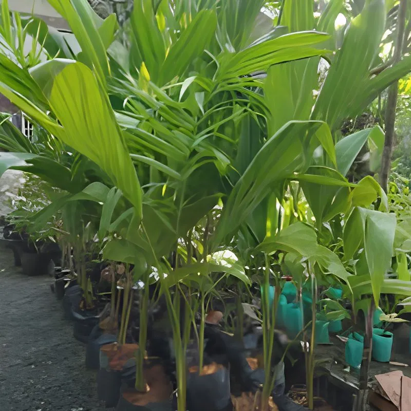 Cây Cọ Đào - Ảnh 3