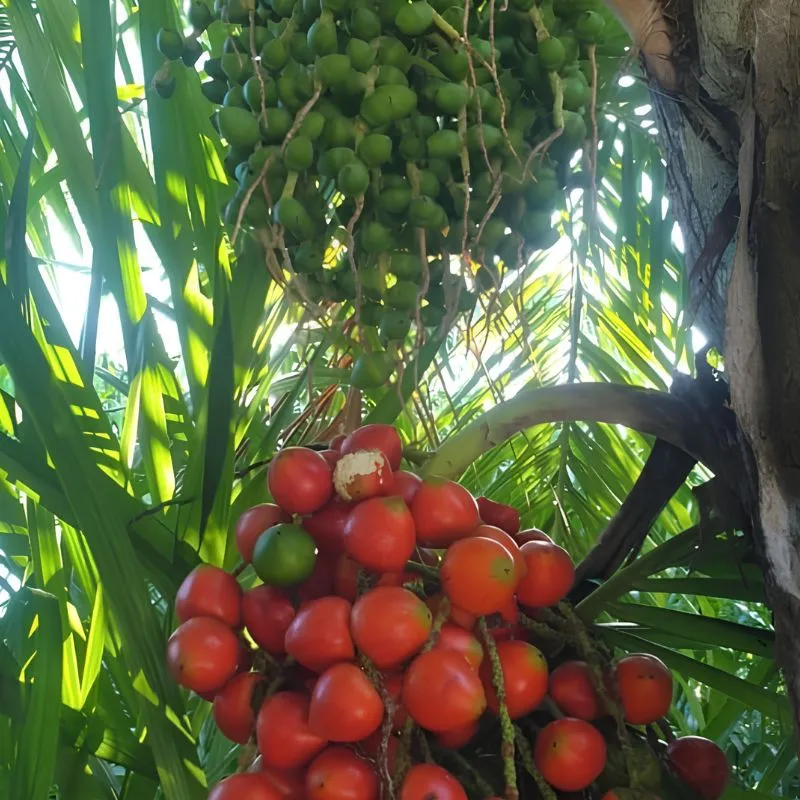 Cây Cọ Đào - Ảnh 5