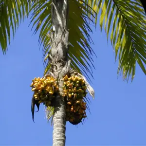 Cây Cọ Đào