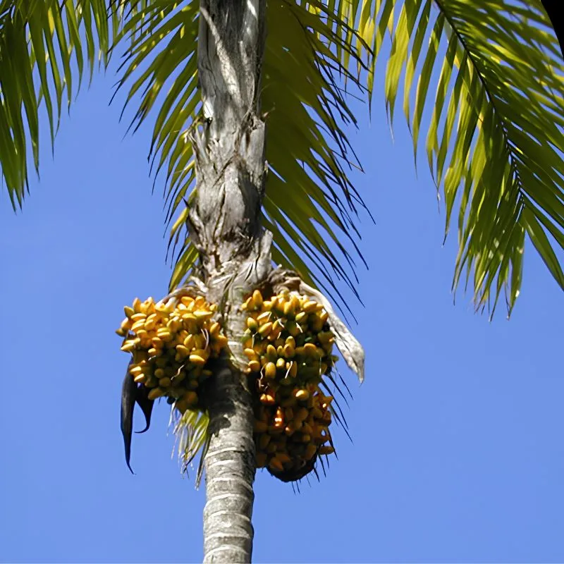 Cây Cọ Đào