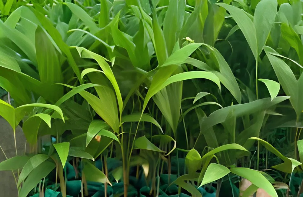 Giá cây cọ đào