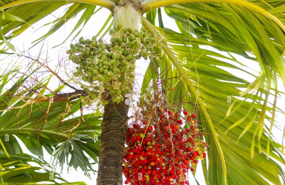 Cây cọ đào