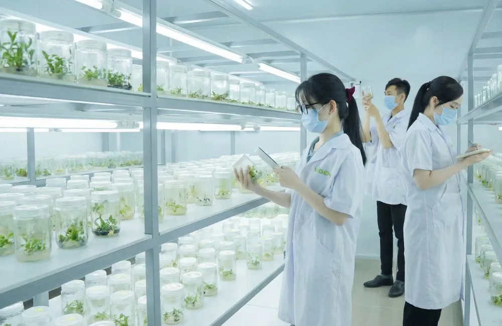 Danh mục cây giống cấy mô tại ViGen