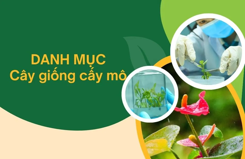 Danh mục cây giống cấy mô tại ViGen