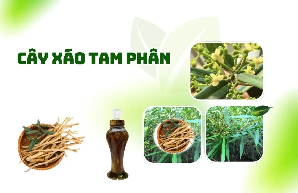 Cây Xáo Tam Phân