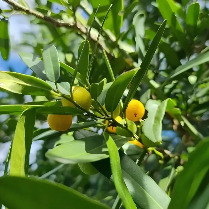 Cây Xáo Tam Phân