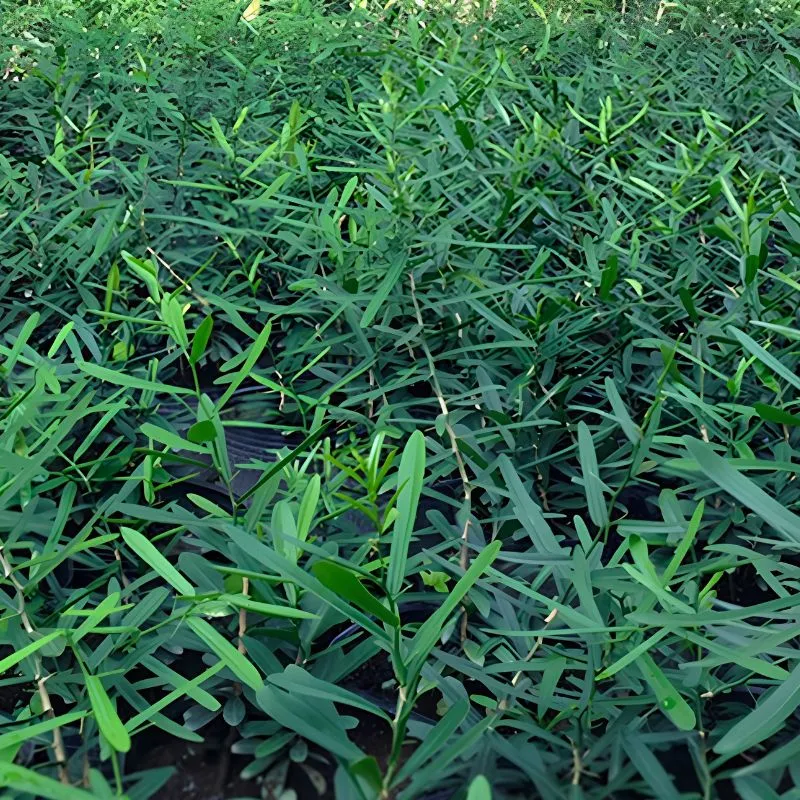 Cây Xáo Tam Phân