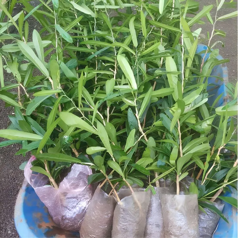 Cây Xáo Tam Phân