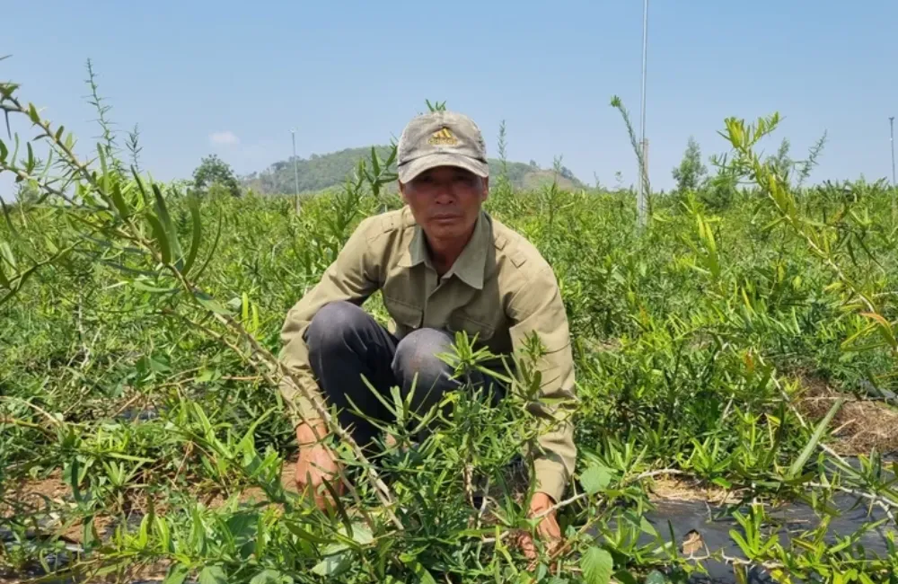 Trồng cây xáo tam phân