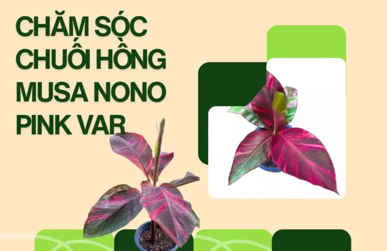 Cách chăm sóc chuối hồng Musa Nono Pink Var lên màu đẹp