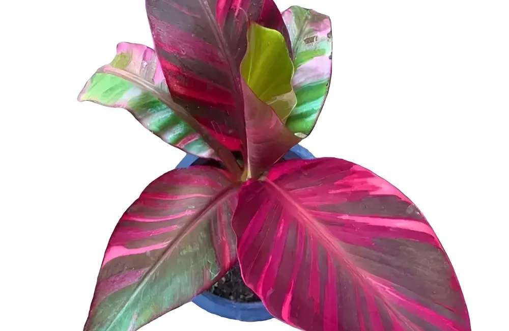 Chăm sóc Chuối Hồng Musa Nono Pink Var cấy mô