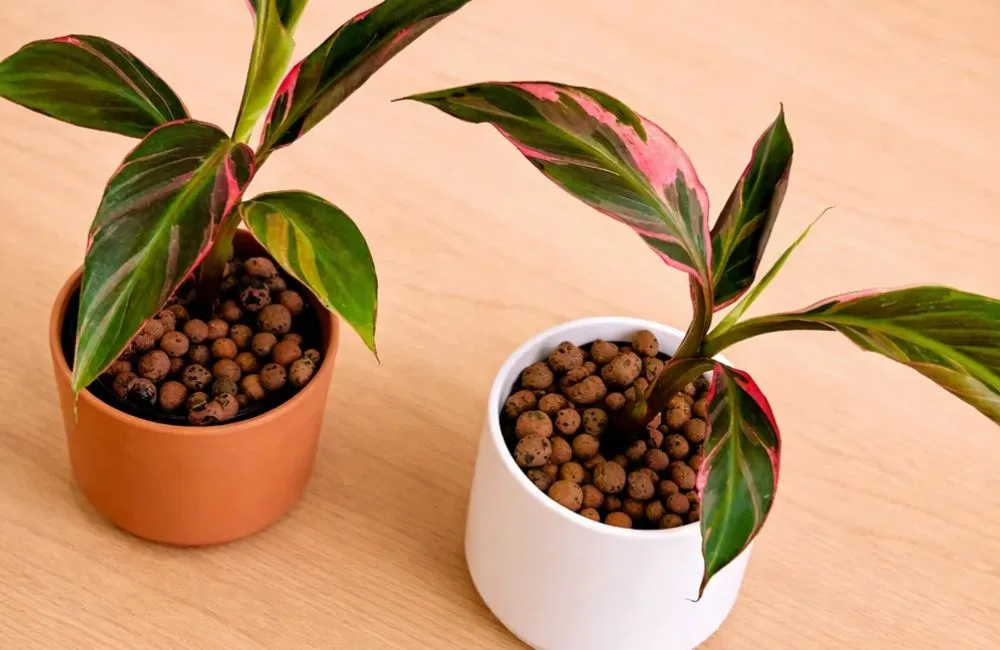 Chăm sóc Chuối Hồng Musa Nono Pink Var cấy mô