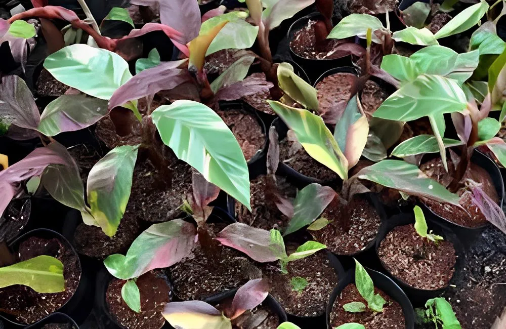 Chăm sóc Chuối Hồng Musa Nono Pink Var cấy mô