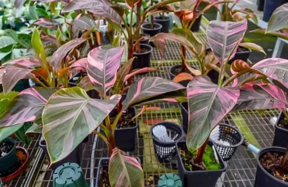 Chăm sóc Chuối Hồng Musa Nono Pink Var cấy mô