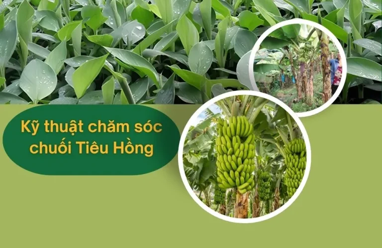 Kỹ thuật chăm sóc chuối Tiêu Hồng cấy mô hiệu quả nhất