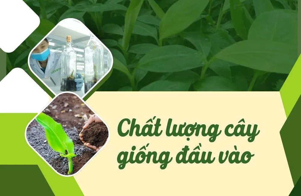 Chất lượng cây giống đầu vào