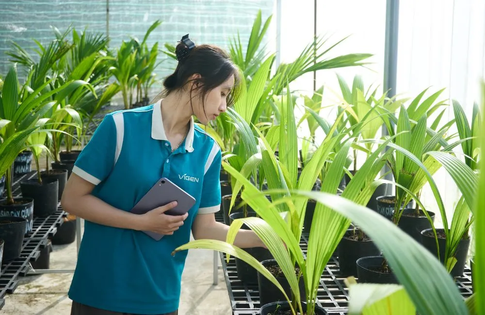 Chất lượng cây giống đầu vào