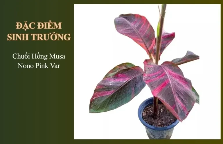 Đặc điểm sinh trưởng chuối Hồng Musa Nono Pink Var