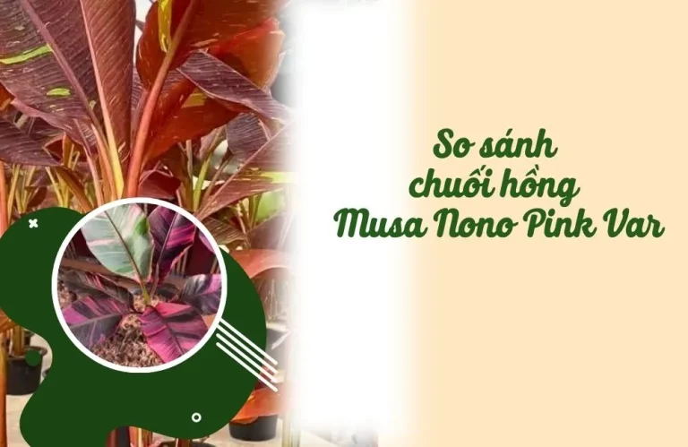 So sánh chuối hồng Musa Nono Pink Var với các dòng khác