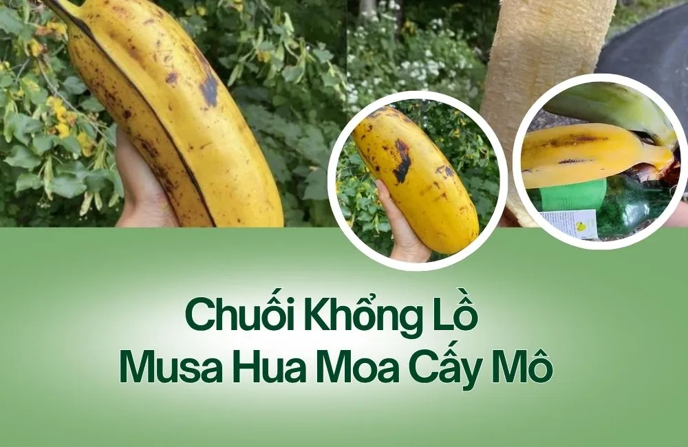 Chuối Khổng Lồ Musa Hua Moa Cấy Mô