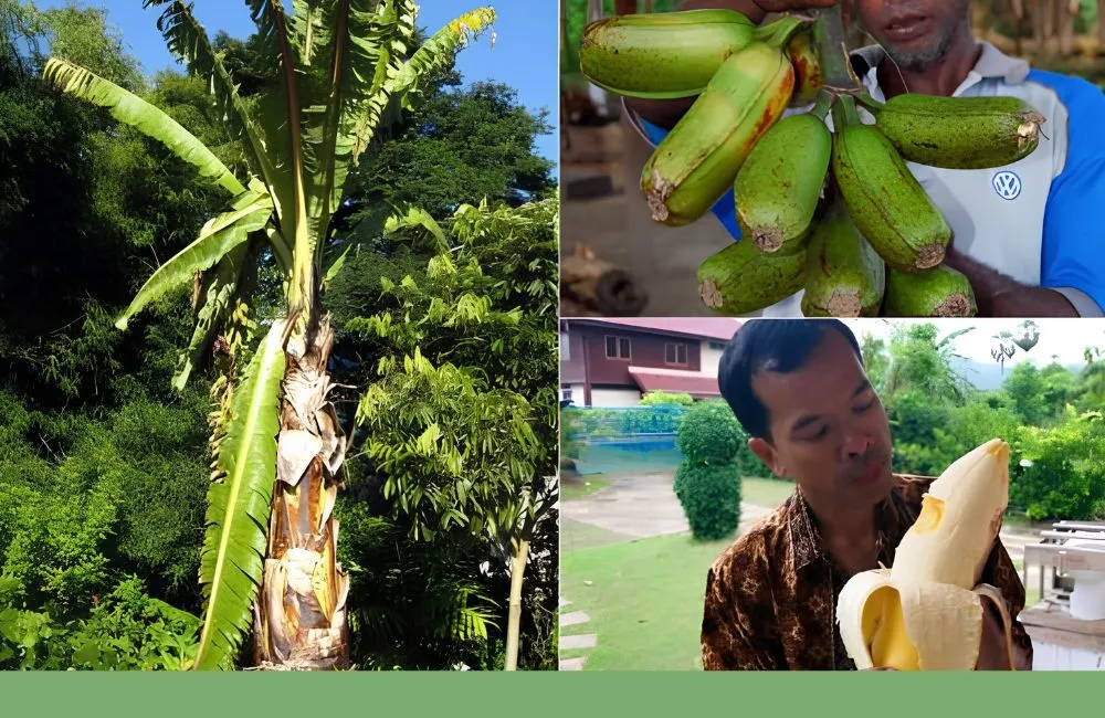Chuối Khổng Lồ Musa Hua Moa Cấy Mô