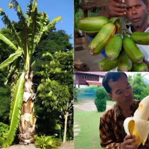 Chuối Khổng Lồ Musa Hua Moa Cấy Mô