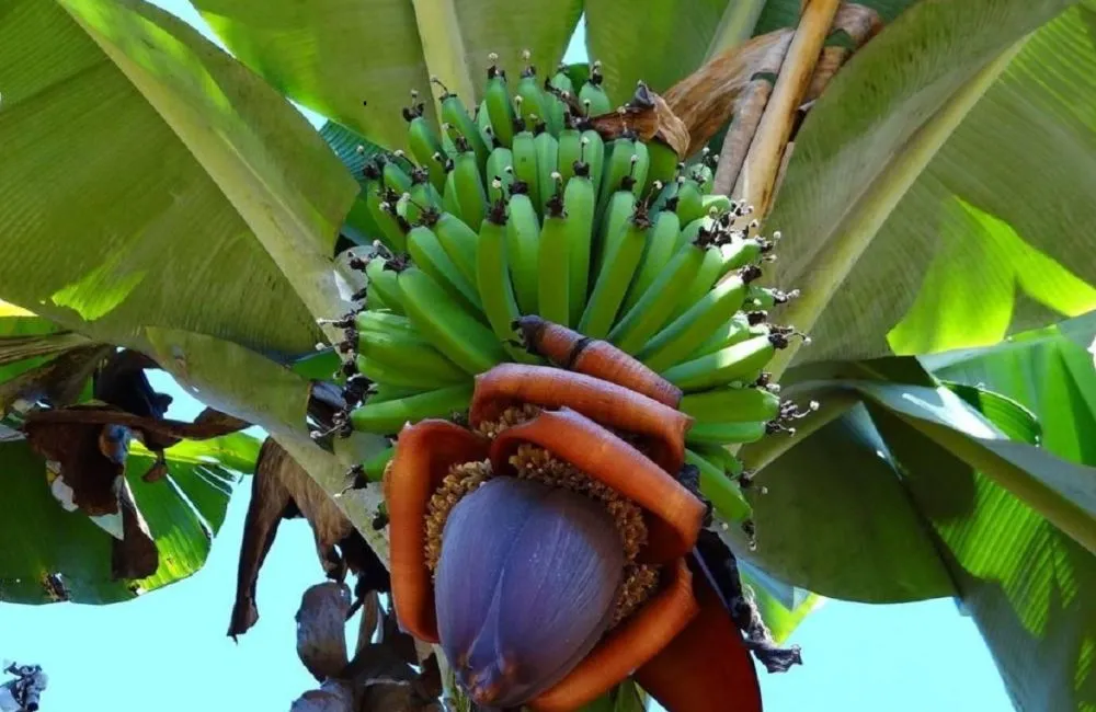 Chuối Khổng Lồ Musa Hua Moa Cấy Mô