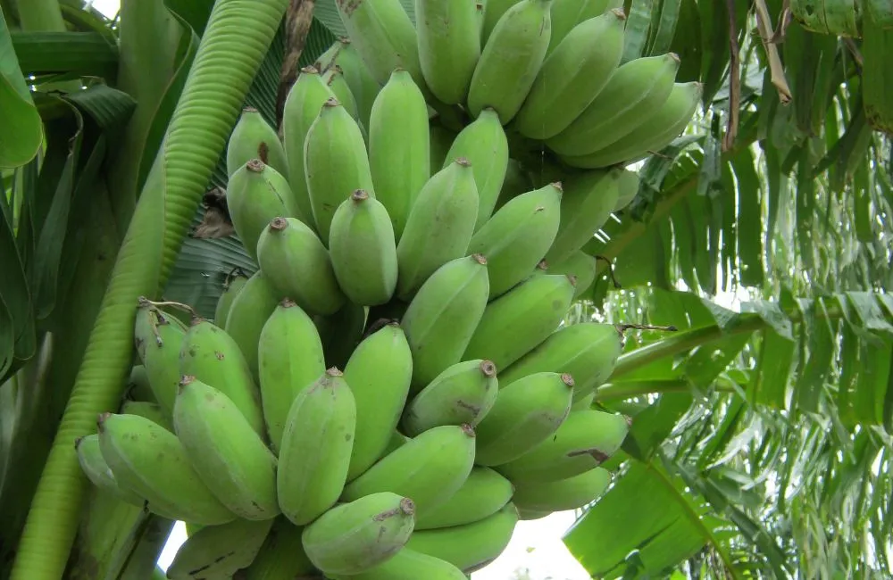 Chuối Mốc Cấy Mô