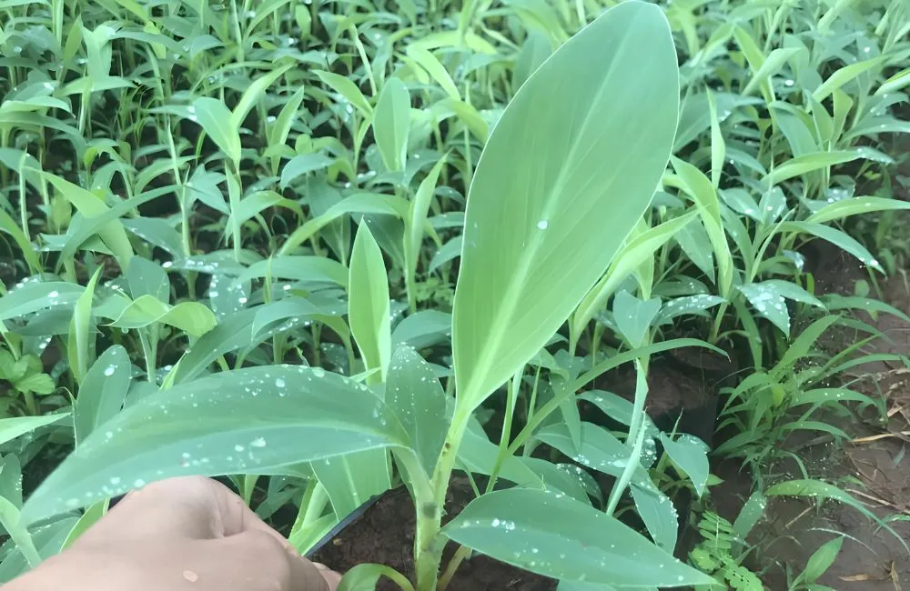 Chuối Mốc Cấy Mô