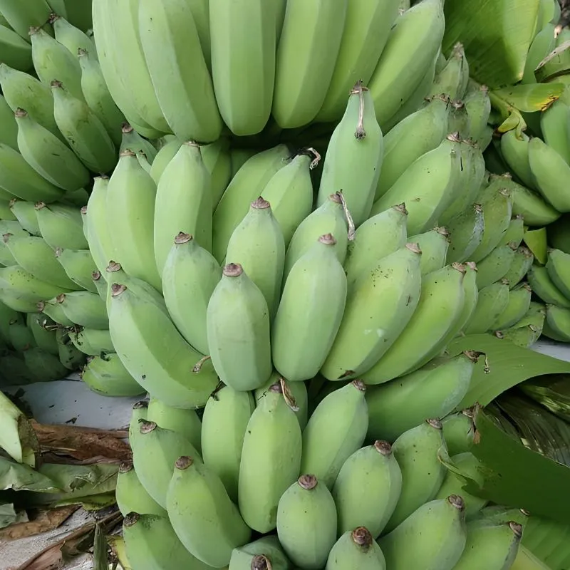 Chuối Mốc Cấy Mô