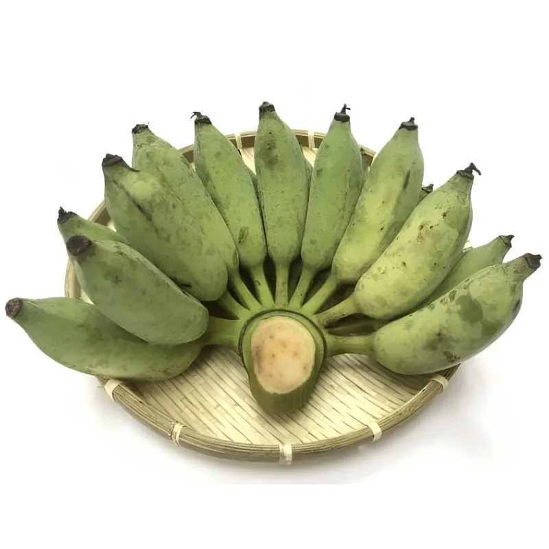 Chuối Mốc Cấy Mô