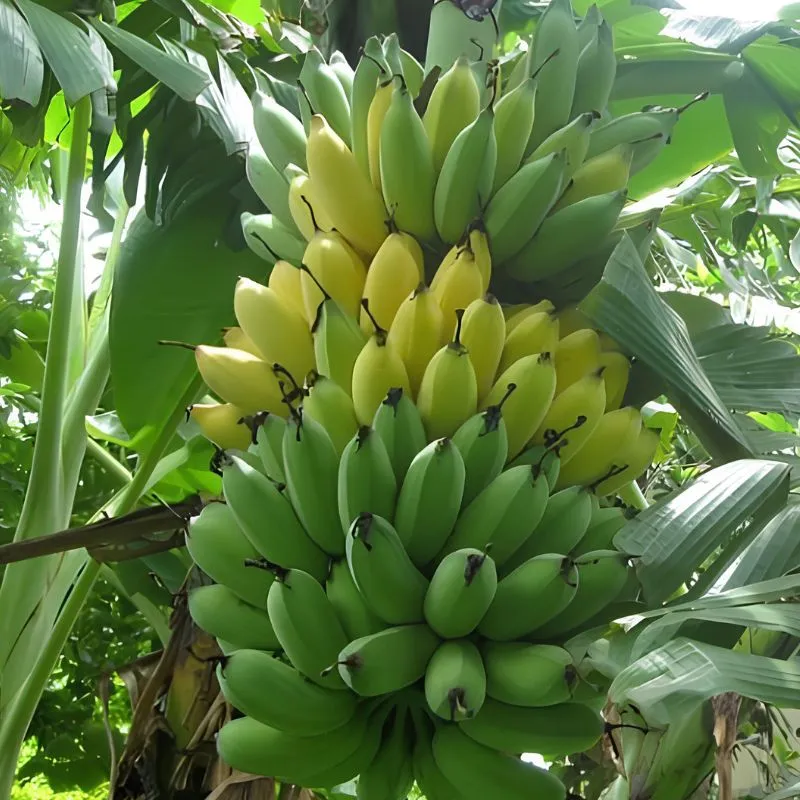 Chuối Mốc Cấy Mô