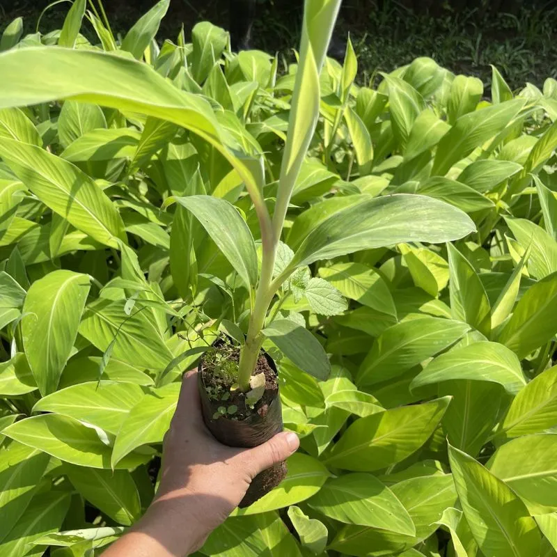 Chuối Mốc Cấy Mô