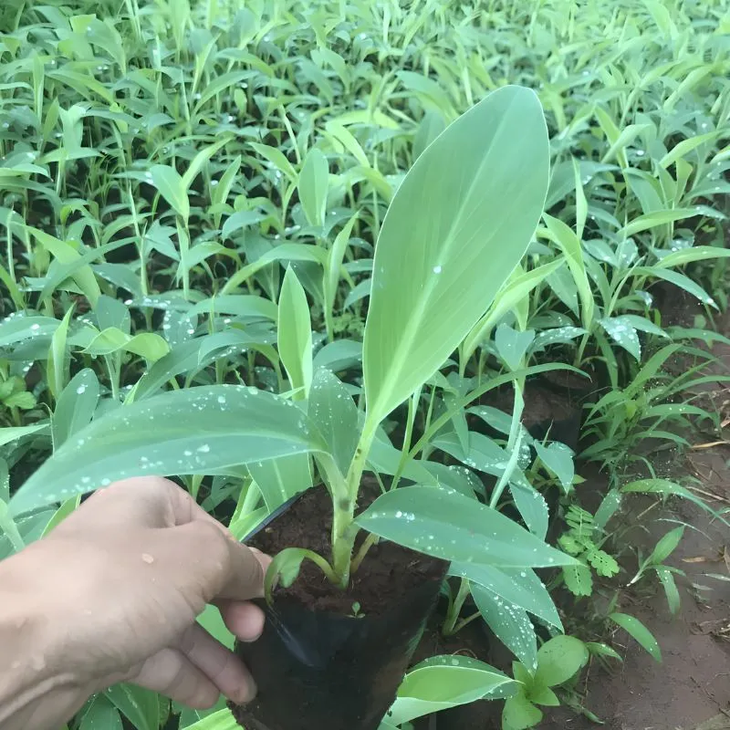 Chuối Mốc Cấy Mô
