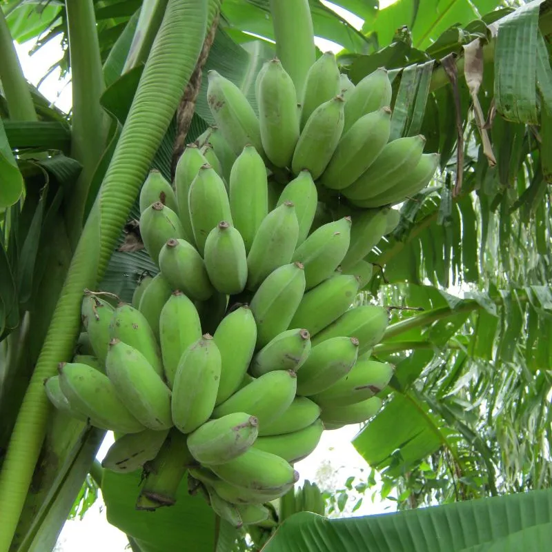 Chuối Mốc Cấy Mô