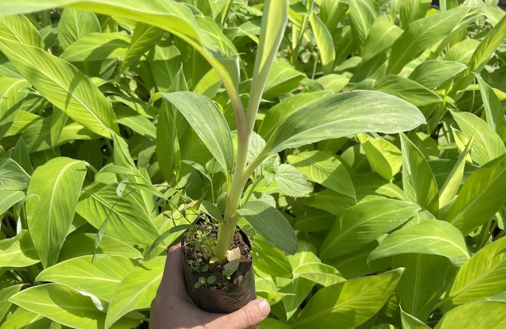 Chuối Mốc Cấy Mô
