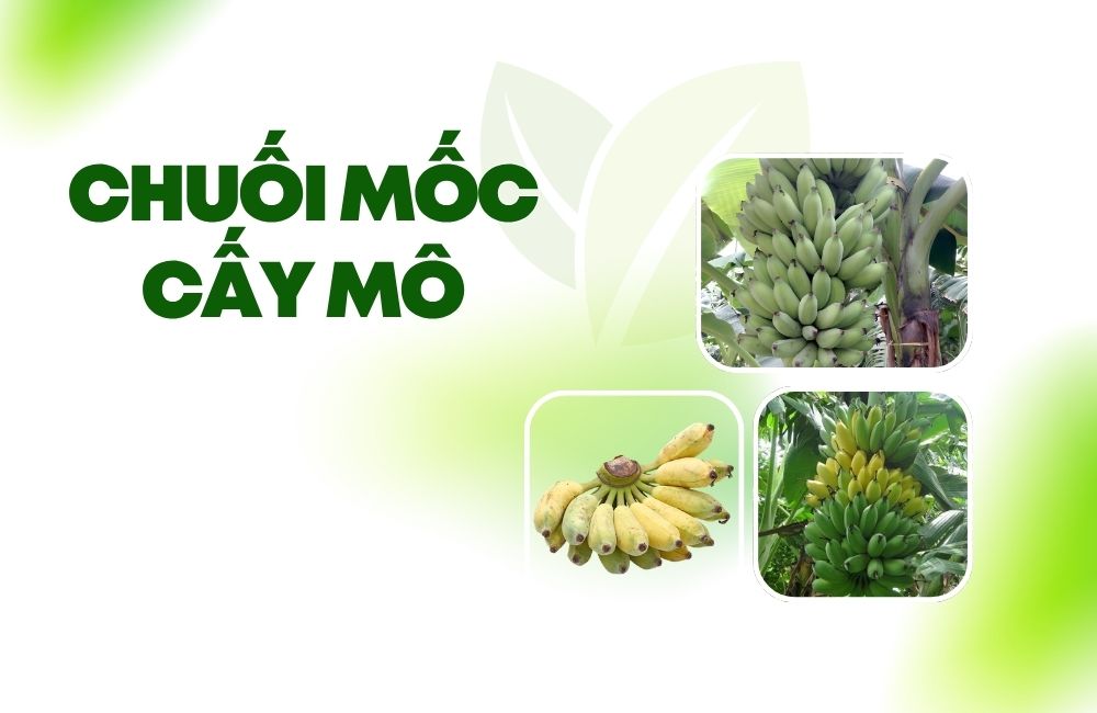 Chuối Mốc Cấy Mô