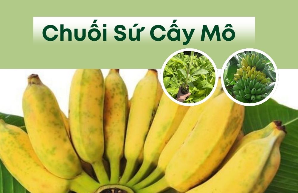 Chuối Sứ Cấy Mô