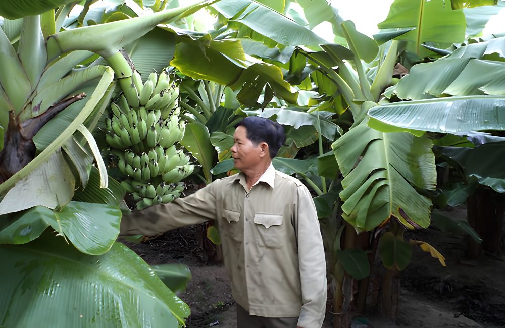 Chuối Sứ Cấy Mô