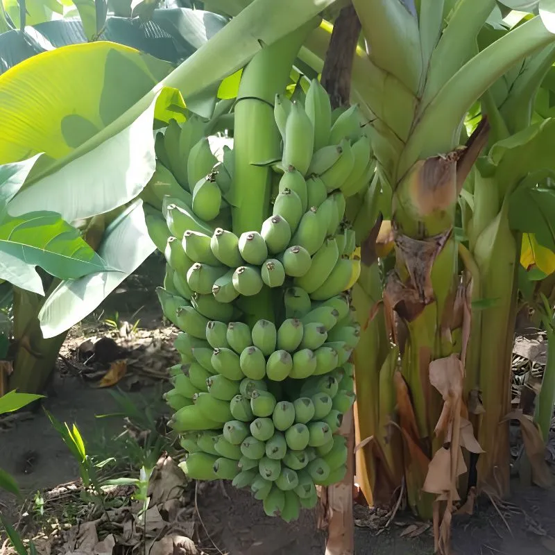 Chuối Sứ Cấy Mô