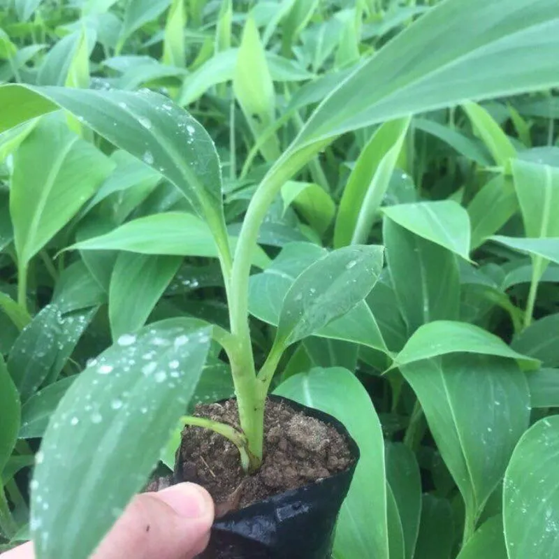 Chuối Sứ Cấy Mô