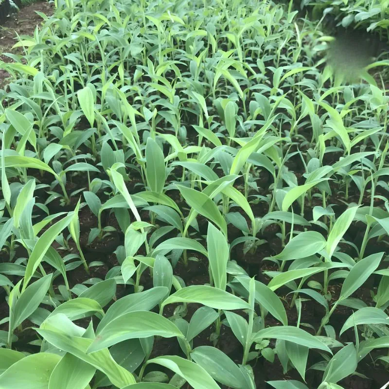 Chuối Sứ Cấy Mô