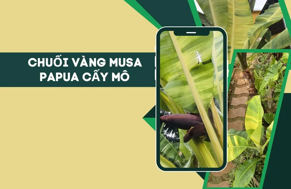 Chuối Vàng Musa Papua Cấy Mô
