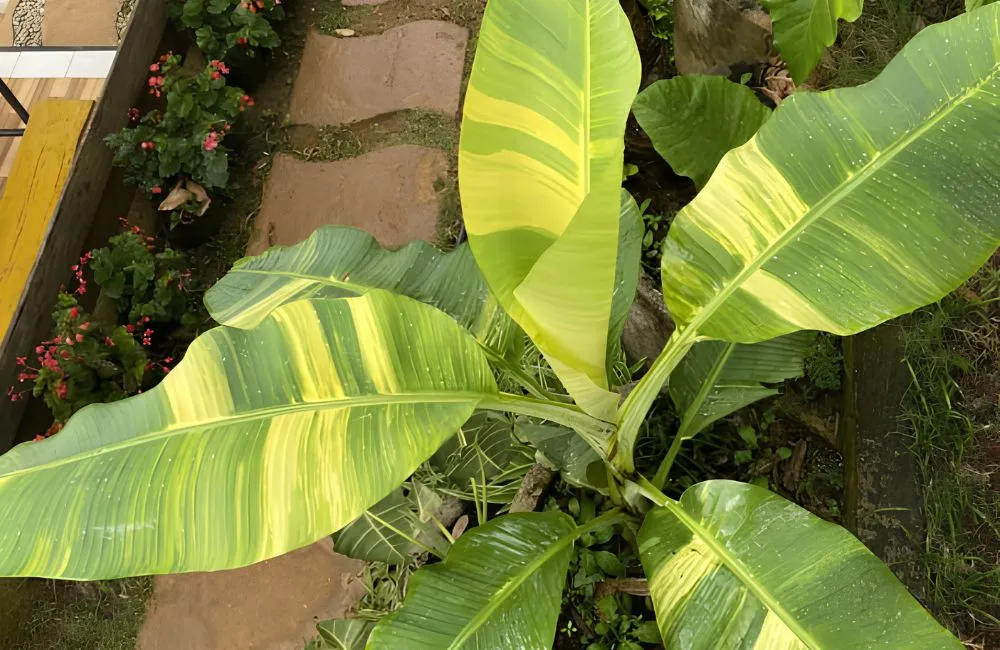 Chuối Vàng Musa Papua Cấy Mô