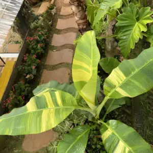 Chuối Vàng Musa Papua Cấy Mô