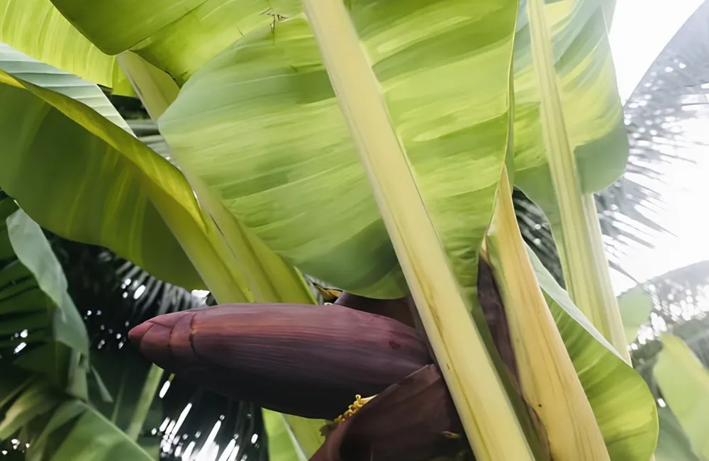 Chuối Vàng Musa Papua Cấy Mô