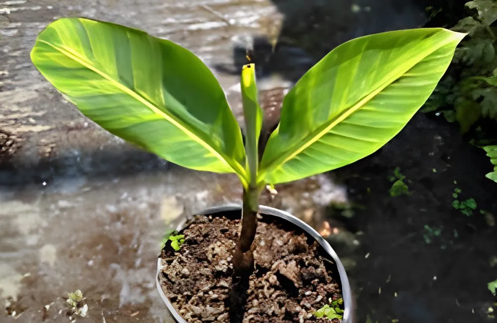 Chuối Vàng Musa Papua Cấy Mô