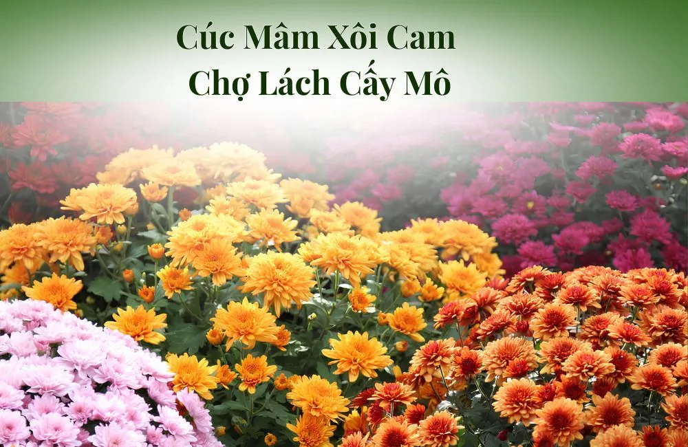 Cúc Mâm Xôi Cam Chợ Lách Cấy Mô