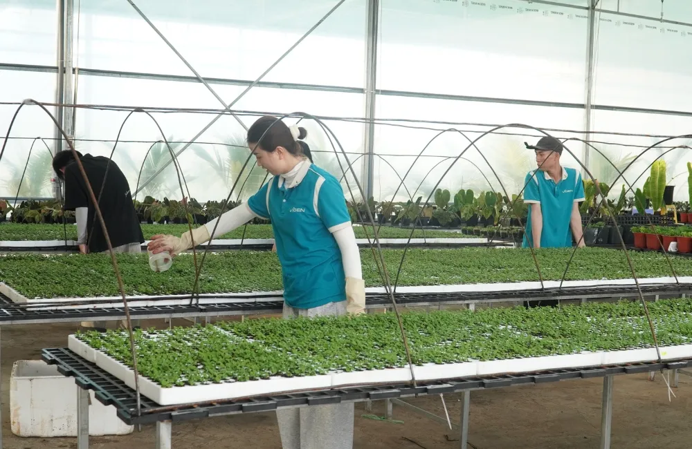 Cúc mâm xôi cam Chợ Lách cấy mô